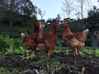 Zamanın İzinde Bölümlü: Seçme Fotoğraflar